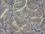 PHF7 Antibody in Immunohistochemistry (Paraffin) (IHC (P))