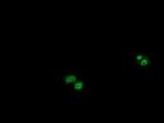 OTUB1 Monoclonal Antibody (OTI1E3)
