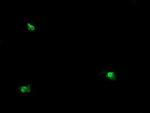 OTUB1 Monoclonal Antibody (OTI2H1)