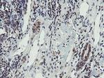 PROSC Antibody in Immunohistochemistry (Paraffin) (IHC (P))