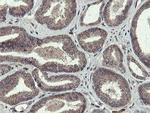 PROSC Antibody in Immunohistochemistry (Paraffin) (IHC (P))