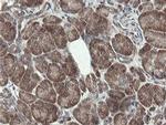 PROSC Antibody in Immunohistochemistry (Paraffin) (IHC (P))