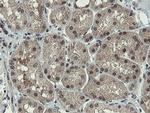 PROSC Antibody in Immunohistochemistry (Paraffin) (IHC (P))