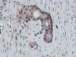 PROSC Antibody in Immunohistochemistry (Paraffin) (IHC (P))