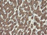 PROSC Antibody in Immunohistochemistry (Paraffin) (IHC (P))