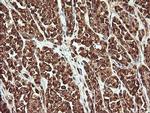 PROSC Antibody in Immunohistochemistry (Paraffin) (IHC (P))