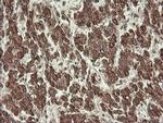 PROSC Antibody in Immunohistochemistry (Paraffin) (IHC (P))
