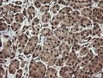 PROSC Antibody in Immunohistochemistry (Paraffin) (IHC (P))