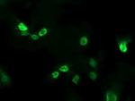 ALX4 Antibody in Immunocytochemistry (ICC/IF)