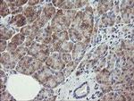 RIOK2 Antibody in Immunohistochemistry (Paraffin) (IHC (P))