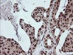FATE1 Antibody in Immunohistochemistry (Paraffin) (IHC (P))