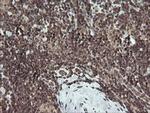 FATE1 Antibody in Immunohistochemistry (Paraffin) (IHC (P))