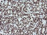FATE1 Antibody in Immunohistochemistry (Paraffin) (IHC (P))