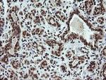 FATE1 Antibody in Immunohistochemistry (Paraffin) (IHC (P))