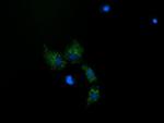 MRPS34 Monoclonal Antibody (OTI1H2)