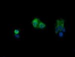 PIK3CG Monoclonal Antibody (OTI6H5)