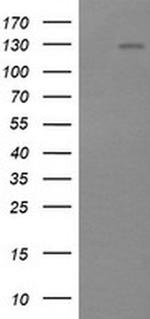 PIK3CG Antibody in Western Blot (WB)