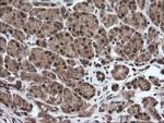 HCFC2 Antibody in Immunohistochemistry (Paraffin) (IHC (P))