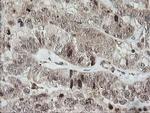 HCFC2 Antibody in Immunohistochemistry (Paraffin) (IHC (P))