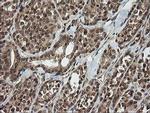 HCFC2 Antibody in Immunohistochemistry (Paraffin) (IHC (P))