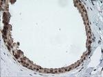 HCFC2 Antibody in Immunohistochemistry (Paraffin) (IHC (P))