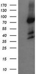 HCFC2 Antibody in Western Blot (WB)