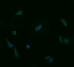 UBE2G2 Monoclonal Antibody (OTI1G10)