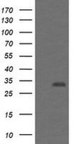 PSMF1 Antibody in Western Blot (WB)