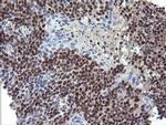 TRIM22 Antibody in Immunohistochemistry (Paraffin) (IHC (P))