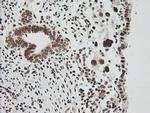 ZNF447 Antibody in Immunohistochemistry (Paraffin) (IHC (P))