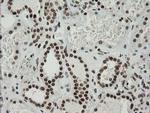 ZNF447 Antibody in Immunohistochemistry (Paraffin) (IHC (P))