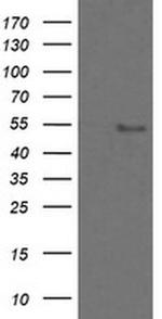 ZNF447 Antibody in Western Blot (WB)
