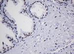 ZNF447 Antibody in Immunohistochemistry (Paraffin) (IHC (P))