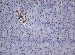 ZNF447 Antibody in Immunohistochemistry (Paraffin) (IHC (P))