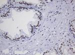 ZNF447 Antibody in Immunohistochemistry (Paraffin) (IHC (P))