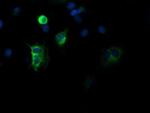 DEF6 Monoclonal Antibody (OTI2G2)