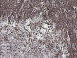 DEF6 Antibody in Immunohistochemistry (Paraffin) (IHC (P))