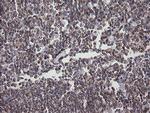 DEF6 Antibody in Immunohistochemistry (Paraffin) (IHC (P))