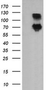 DEF6 Antibody in Western Blot (WB)