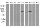 DEF6 Antibody in Western Blot (WB)