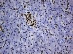 ZNF447 Antibody in Immunohistochemistry (Paraffin) (IHC (P))