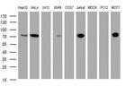 ZNF447 Antibody in Western Blot (WB)