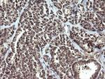 ETS2 Antibody in Immunohistochemistry (Paraffin) (IHC (P))