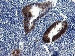 CMPK1 Antibody in Immunohistochemistry (Paraffin) (IHC (P))