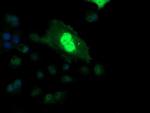ETS2 Monoclonal Antibody (OTI2A3)