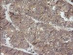 KappaB ras1 Antibody in Immunohistochemistry (Paraffin) (IHC (P))