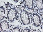 KappaB ras1 Antibody in Immunohistochemistry (Paraffin) (IHC (P))