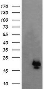 KappaB ras1 Antibody in Western Blot (WB)