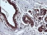 ARMC1 Antibody in Immunohistochemistry (Paraffin) (IHC (P))