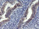 ARMC1 Antibody in Immunohistochemistry (Paraffin) (IHC (P))